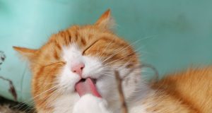 Meme Hewan Lucu: Hiburan yang Bikin Hari Lebih Berwarna Meme hewan lucu