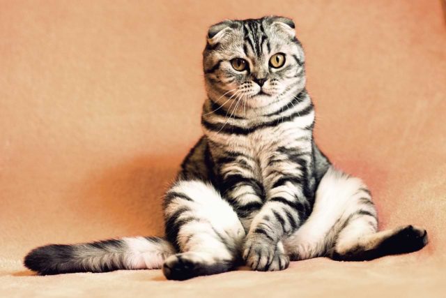 Meme kucing lucu