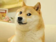 Meme Hewan Lucu: Hiburan Ringan yang Bikin Hari Makin Ceria meme hewan lucu