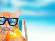 Meme Hewan Bikin Ngakak: Koleksi Lucu yang Selalu Jadi Hiburan Koleksi Lucu