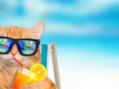 Meme Hewan Bikin Ngakak: Koleksi Lucu yang Selalu Jadi Hiburan Koleksi Lucu