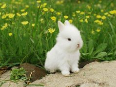 Meme Hewan Ngakak: Koleksi Lucu Bikin Perut Sampai Kram ngakak