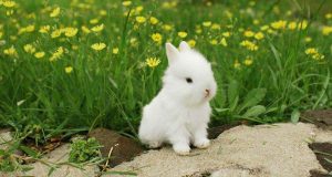 Meme Hewan Ngakak: Koleksi Lucu Bikin Perut Sampai Kram ngakak