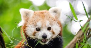 Meme Hewan Apa yang Paling Bikin Ngakak? Bikin Ngakak