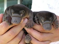 Meme Hewan Lucu yang Bikin Ngakak Sampai Lupa Waktu bikin ngakak