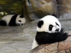 Kenapa Orang Suka Meme Hewan? Ternyata Ini Alasannya suka meme hewan