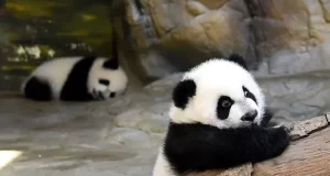 Kenapa Orang Suka Meme Hewan? Ternyata Ini Alasannya suka meme hewan