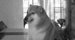 Meme Hewan yang Bikin Ngakak: Koleksi Kocak bikin ngakak