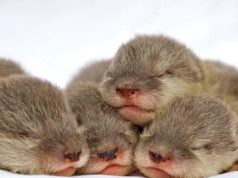 Meme Hewan Lucu: Hiburan Santai yang Bikin Hari Lebih Ceria hewan lucu