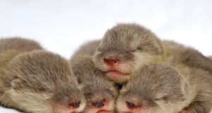 Meme Hewan Lucu: Hiburan Santai yang Bikin Hari Lebih Ceria hewan lucu