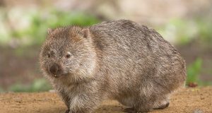 Meme Hewan Bikin Ngakak: Hiburan Lucu bikin ngakak