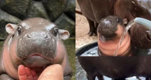 Kumpulan Meme Hewan Lucu yang Bikin Ngakak Kumpulan Meme