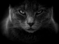 Meme Hewan Bikin Ngakak: Koleksi Lucu bikin ngakak