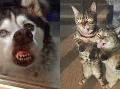 Kenapa Meme Hewan Mesti Lucu? Rahasia Fenomena Internet meme hewan mesti lucu