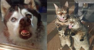 Kenapa Meme Hewan Mesti Lucu? Rahasia Fenomena Internet meme hewan mesti lucu