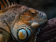 Meme Hewan Lucu yang Bikin Ngakak Sampai Lupa Waktu lucu