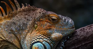 Meme Hewan Lucu yang Bikin Ngakak Sampai Lupa Waktu lucu