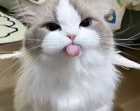 Kompilasi Meme Hewan 2025 yang Bikin Ngakak: Tingkah Absurd Kucing, Anjing, dan Hewan Lainnya! kucing meme - hewanismeme