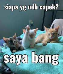 meme hewan kehidupan sehari-hari