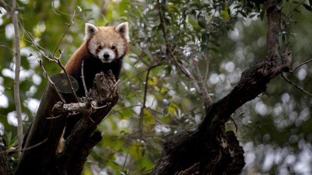 Meme hewan lucu Meme hewan lucu