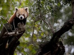 7 Binatang yang Sering Dijadikan Meme Lucu 7 binatang