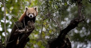 7 Binatang yang Sering Dijadikan Meme Lucu 7 binatang