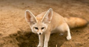 Meme Hewan Lucu: Hiburan Ringan yang Bikin Hari Lebih Ceria Meme hewan lucu