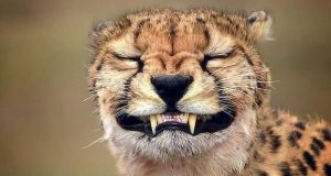 Kenapa Ekspresi Hewan Bisa Kocak Banget? Ekspresi Hewan