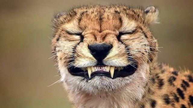 Ekspresi Hewan Ekspresi Hewan