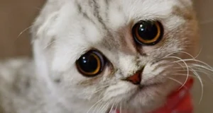 Meme Kucing Galau: Simbol Lucu dari Kegalauan Digital meme kucing