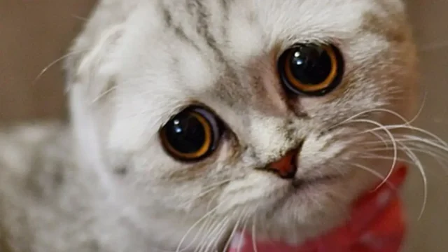 meme kucing meme kucing