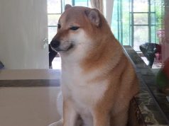 Hewan Paling Populer di Meme ini Alasannya Hewan Paling Populer