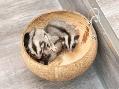 Ekspresi Hewan Apa yang Paling Memeable? Memeable