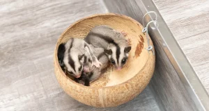 Ekspresi Hewan Apa yang Paling Memeable? Memeable