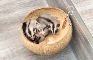 Ekspresi Hewan Apa yang Paling Memeable? Memeable