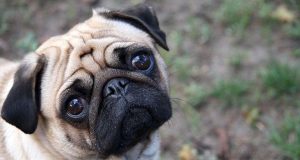 Kok Anjing Bisa Ekspresif Banget Sih? Rahasia Bahasa Tubuh kok anjing bisa ekspresif