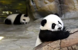 Mengapa Meme Hewan Bisa Bikin Ngakak? Rahasia Visual Lucu meme hewan