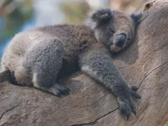 Kenapa Meme Hewan Bisa Bikin Orang Ketawa? meme hewan bisa bikin