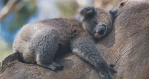 Kenapa Meme Hewan Bisa Bikin Orang Ketawa? meme hewan bisa bikin