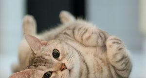 Mengapa Meme Hewan Bisa Meledak Viral Begitu Cepat? meledak viral