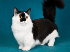 Kenapa Orang Suka Share Meme Hewan? share meme hewan