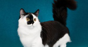 Kenapa Orang Suka Share Meme Hewan? share meme hewan