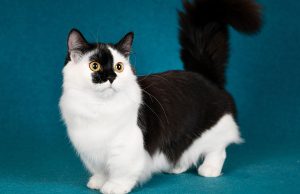 Kenapa Orang Suka Share Meme Hewan? share meme hewan