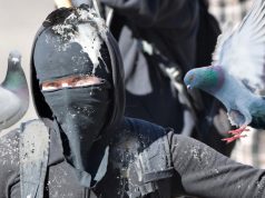 Kenapa Merpati Sok Sibuk di Meme Hewan? Fakta Lucu meme hewan