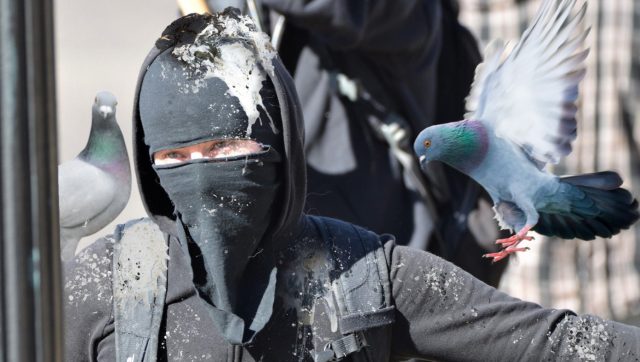 meme hewan meme hewan