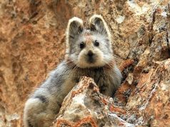 Kenapa Meme Hewan Disukai Semua Umur? disukai semua umur?