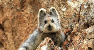 Kenapa Meme Hewan Disukai Semua Umur? disukai semua umur?