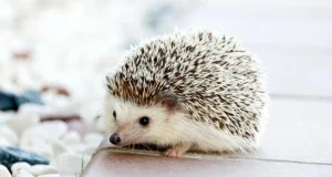 Meme Hewan Apa yang Paling Dicari? yang paling dicari