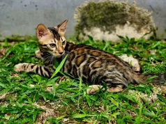 Mengapa Kucing Jadi Jawara Meme? Kucing Jadi Jawara