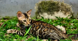 Mengapa Kucing Jadi Jawara Meme? Kucing Jadi Jawara